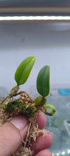 Orquidea Bulbophyllum lasiochilum