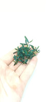 BUCEPHALANDRA MICRO BELINDAE