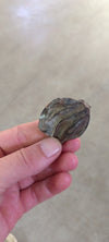 Nypa palm pod