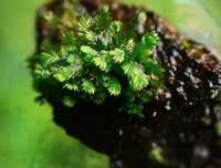 FISSIDENS KHAO SHOK