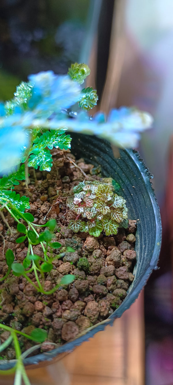 Begonia Saxifraga strawberry ( yakushima)