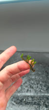 Distichiphyllum sp perl moss