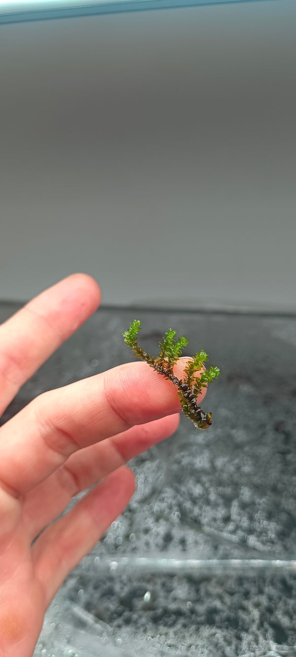 Distichiphyllum sp perl moss