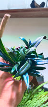 Helcho Microsorum thailandicum