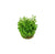 Rotala indica in vitro