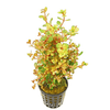 Rotala Rotundifolia "orange Juice"