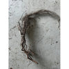 Raices water root