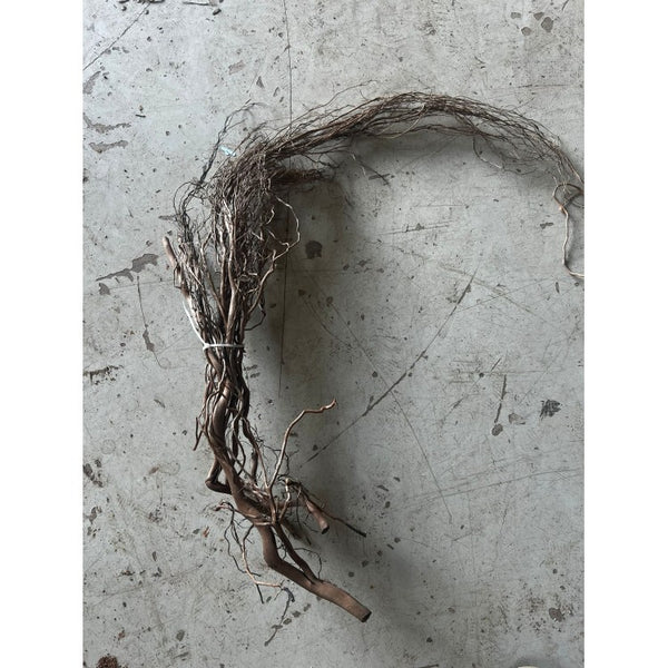 Raices water root