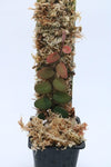 MARCGRAVIA SP MINDO