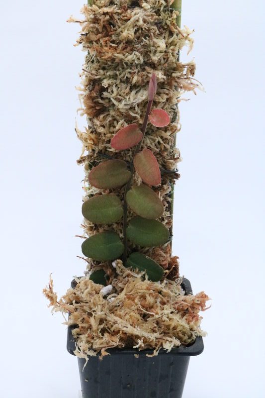 MARCGRAVIA SP MINDO