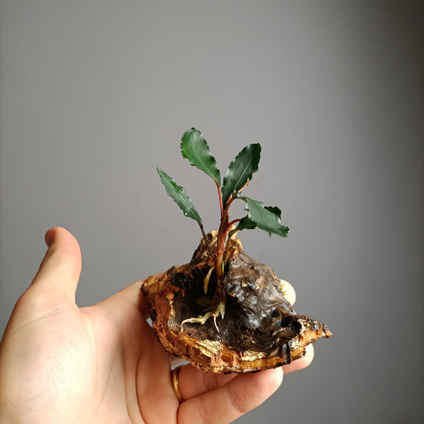 BUCEPHALANDRA NEON BLUE