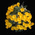 ORQUÍDEA DENDROBIUM JENKINSII