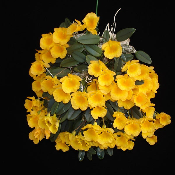 ORQUÍDEA DENDROBIUM JENKINSII