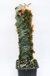 MARCGRAVIA SP BRONCE
