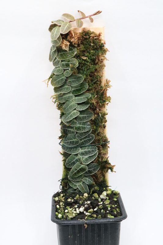 MARCGRAVIA SP BRONCE