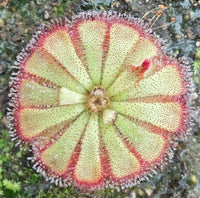 Drosera aliciae