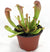 SARRACENIA JUDITH