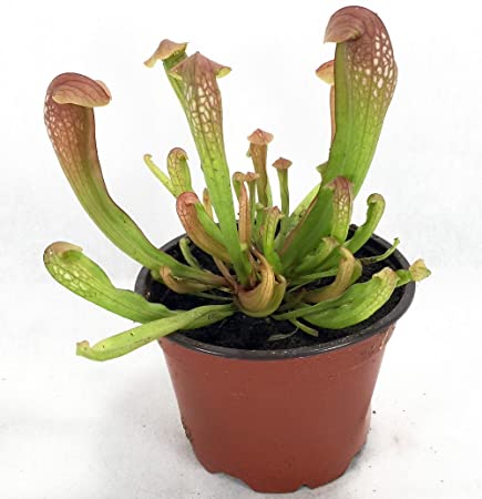 SARRACENIA JUDITH