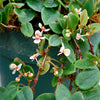 BEGONIA SCHULZEI