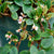 BEGONIA SCHULZEI