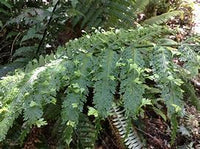 HELECHO ASPLENIUM BULBIFERUM