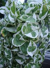 EPIPRENUM AUREUM 'N JOY' VARIEGADA