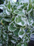 EPIPRENUM AUREUM 'N JOY' VARIEGADA