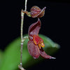 ORQUIDEA ANDINIA DIELSII