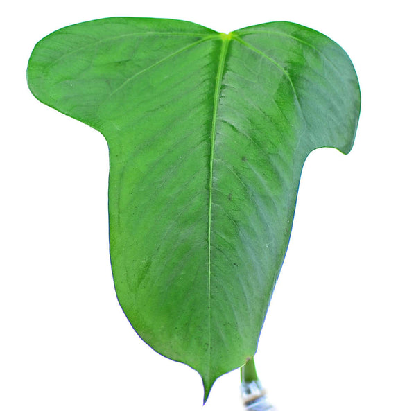 TREPADORA ANTHURIUM BOMBOISENCE