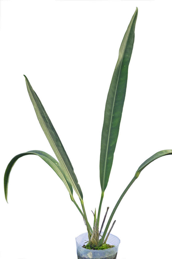 TREPADORA ANTHURIUM CORIACEUM