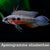 Apistogramma elizabethae