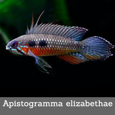 Apistogramma elizabethae