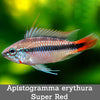 Apistogramma erythura super red