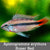 Apistogramma erythura super red