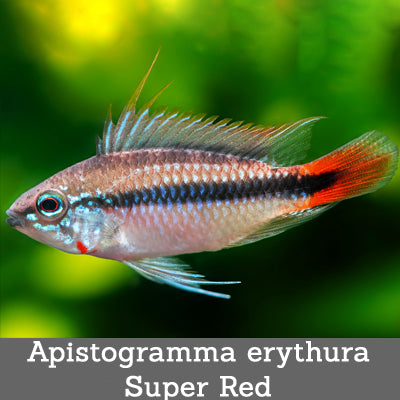 Apistogramma erythura super red