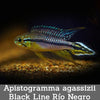 Apistogramma agassizii Black Line Río Negro