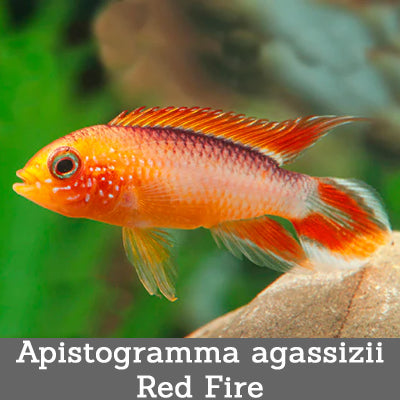 Apistogramma agassizii Red Fire
