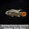 Apistogramma agassizii alenquer Blue Neon