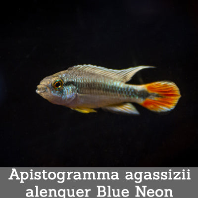 Apistogramma agassizii alenquer Blue Neon