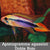 Apistogramma agassizii Doble Rojo