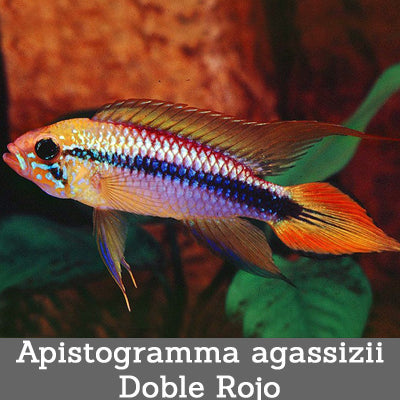 Apistogramma agassizii Doble Rojo