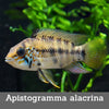 Apistogramma alacrina