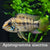 Apistogramma alacrina