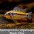 Apistogramma allpahuayo black chin