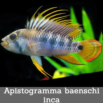 Apistogramma Inca Apistogramma Baenschi Apistogramma Baenschi 3cm – Sims Tropical Fish
