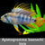Apistogramma baenschi Inca