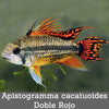 Apistogramma cacatuoides Doble Rojo