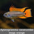 Apistogramma cacatuoides Mega Orange