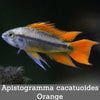 Apistogramma cacatuoides Orange