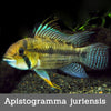 Apistogramma juriensis